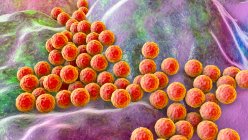 Компьютерная иллюстрация стафилококковых бактерий (Staphylococcus aureus) — стоковое фото