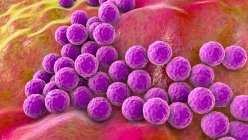 Illustrazione computerizzata dei batteri stafilococchi (Staphylococcus aureus) — Foto stock