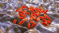 Бактерии чумы (Yersinia pestis), компьютерная иллюстрация. — стоковое фото