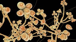 Fungus Sporothrix schencki, збудник інфекційного спороріхозу, комп'ютерна ілюстрація. Видимі грибкові нитки вегетативного міцелію, кожна нитка називається гіфа, зі спорами, отриманими з деяких гіфа — стокове фото
