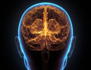 Radiografía de la cabeza y del cerebro humano en concepto de conexiones neuronales y pulsos eléctricos. - foto de stock