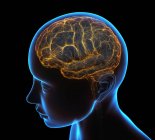 Radiografía de la cabeza y del cerebro humano en concepto de conexiones neuronales y pulsos eléctricos. - foto de stock