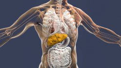 Лівер з цирозом, комп'ютерна ілюстрація. Цироз є наслідком хронічної хвороби печінки, яка характеризується фіброзом і рубцями тканин. — стокове фото