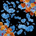 Ilustración de anticuerpos anti-VIH-1 (virus de inmunodeficiencia humana-1) complejos con péptidos mimotopos - foto de stock