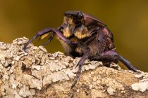 Brown rose chafer (Cetonia aurata) on a branch. — Stock Photo