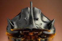 Horned dung beetle (Copris lunaris). — Stock Photo