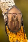 Brown rose chafer (Cetonia aurata) on a branch. — Stock Photo