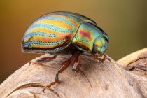 Escarabajo de romero (Chrysolina americana) en una rama. - foto de stock
