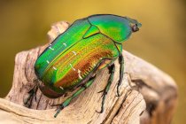 Rose chafer (Cetonia aurata) on a branch. — Stock Photo