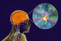 Человеческий мозг с крупным планом нейронов, компьютерная иллюстрация. — стоковое фото