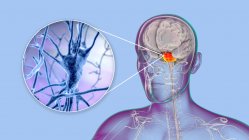 Человеческий мозг с выделенными понами и нейронами, иллюстрация. Мозг человека с выделенными понами Вароли и крупным планом пирамидальных нейронов (нервных клеток), расположенных в понах — стоковое фото