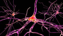 Neurônios piramidais (células nervosas) do córtex frontal do cérebro humano, ilustração computacional — Fotografia de Stock