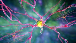 Neurones pyramidaux (cellules nerveuses) du cortex frontal cérébral humain, illustration informatique — Photo de stock