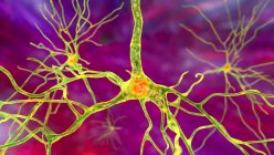 Pyramidal neurons (nerve cells) of human brain frontal cortex, computer illustration — Stock Photo