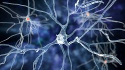 Neurones pyramidaux (cellules nerveuses) du cortex frontal cérébral humain, illustration informatique — Photo de stock