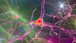 Pyramidenneuronen (Nervenzellen) des Stirnhirns des Menschen, Computerillustration — Stockfoto