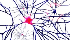 Neuroni piramidali (cellule nervose) della corteccia frontale del cervello umano, illustrazione al computer — Foto stock