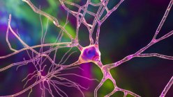 Neurônios piramidais (células nervosas) do córtex frontal do cérebro humano, ilustração computacional — Fotografia de Stock