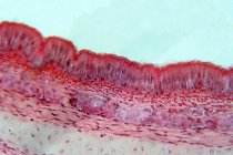 Epitelio pseudoestratificado, micrografía ligera. El epitelio pseudoestratificado es un tipo de epitelio que comprende solo una capa de células.. - foto de stock