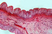 Epitelio pseudoestratificado, micrografía ligera. El epitelio pseudoestratificado es un tipo de epitelio que comprende solo una capa de células.. - foto de stock