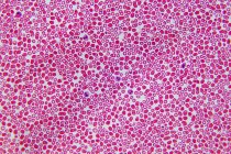 Células sanguíneas, micrografía ligera. - foto de stock