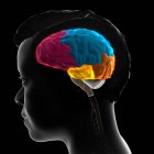Анатомия мозга человека, 3D иллюстрация. Лобы мозга имеют цветовую маркировку: лобная доля (розовая), теменная доля (голубая), затылочная доля (оранжевая) и височная доля (желтая).). — стоковое фото