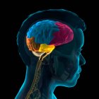 Anatomie cérébrale humaine, illustration 3D. Les lobes du cerveau sont codés par couleur : lobe frontal (rose), lobe pariétal (bleu), lobe occipital (orange) et lobe temporal (jaune).). — Photo de stock