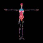 3d ilustración de los órganos internos de un cuerpo femenino, incluyendo el sistema cardiovascular y el sistema nervioso. - foto de stock