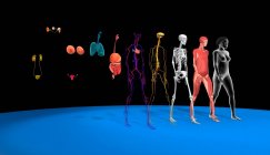 Sistemas de corpo humano, ilustração 3d. Anatomia de um corpo feminino mostrando rom direito para esquerda o sistema muscular, esquelético, nervoso, cardiovascular, digestivo, respiratório, reprodutivo, sensorial e urinário. — Fotografia de Stock