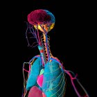 3d ilustración de los órganos internos de un cuerpo humano con el sistema cardiovascular y nervioso y el cerebro. - foto de stock