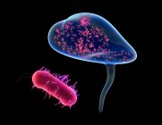 Cistite bacteriana, ilustração. Cistite (inflamação da bexiga) pode ser causada pela bactéria E. coli (vermelho). — Fotografia de Stock