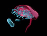 Cistite batterica, illustrazione. La cistite (infiammazione della vescica) può essere causata dal batterio E. coli (rosso). — Foto stock
