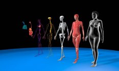 Systeme des menschlichen Körpers, 3D-Illustration. Anatomie eines weiblichen Körpers, der von rechts nach links das Muskel-, Skelett-, Nerven-, Herz-Kreislauf-, Verdauungs- und Atmungssystem zeigt. — Stockfoto