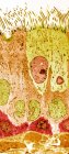Revestimento de traqueia. Micrografia eletrônica de transmissão colorida (MET) de uma seção longitudinal através do revestimento da traqueia (traqueia), que liga a laringe (caixa de voz) aos pulmões — Fotografia de Stock
