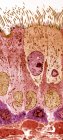 Revestimento de traqueia. Micrografia eletrônica de transmissão colorida (MET) de uma seção longitudinal através do revestimento da traqueia (traqueia), que liga a laringe (caixa de voz) aos pulmões — Fotografia de Stock