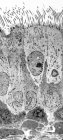 Forro de tráquea. Micrografía electrónica de transmisión coloreada (TEM) de una sección longitudinal a través del revestimiento de la tráquea (tráquea), que une la laringe (caja de voz) con los pulmones - foto de stock