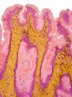 Epitelio superficial del estómago, micrografía ligera (LM). El epitelio superficial del estómago es un epitelio columnar simple formado por células mucosas altas que invaginan para formar los pozos gástricos. - foto de stock