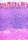 Bauchspeicheldrüse. Farblichtmikroskopie (LM) des Magens. Das Lumen ist oben (weiß). Die Oberfläche der Schleimhaut besteht aus einfachen Säulenzellen, die Schleim absondern — Stockfoto