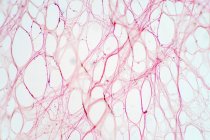 Areolar connective tissue, light micrograph. — Stock Photo