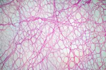 Tissu conjonctif aréolaire, micrographie photonique. — Photo de stock
