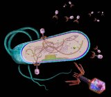 Иллюстрация бактериофагов (фиолетовых), поражающих бактериальные клетки. Бактериофаги, или фаги, заражают бактерии, прикрепляясь к их поверхности (синий) и вводя генетический материал (коричневый) в клетку. — стоковое фото