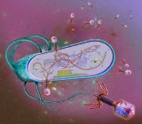 Ілюстрація бактеріофагів (фіолетових) заражає бактеріальну клітину. Бактеріофаги, або фази, заражають бактерію, прикріплюючи до її поверхні (синій) і впорскуючи генетичний матеріал (коричневий) в клітину — стокове фото