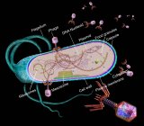 Ilustración de bacteriófagos (púrpura) infectando una célula bacteriana. Los bacteriófagos, o fagos, infectan una bacteria al adherirse a su superficie (azul) e inyectar material genético (marrón) en la célula. - foto de stock