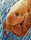 Puce de chat. Micrographie électronique à balayage coloré (SEM) d'une puce de chat (Ctenocephalides felis). Son corps est aplati latéralement pour lui permettre de se déplacer facilement à travers la fourrure de son hôte chat. Les antennes de la puce peuvent être retirées dans sa tête — Photo de stock