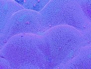 Microvellosidades intestinales. Micrografía electrónica de barrido coloreada (SEM) de microvellosidades del intestino delgado. Estas diminutas estructuras forman un denso recubrimiento similar a un cepillo en las superficies absorbentes de las células que recubren el intestino delgado. - foto de stock