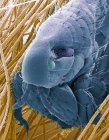 Pulga de gato. Micrografía electrónica de barrido de color (SEM) de una pulga de gato (Ctenocephalides felis). Su cuerpo es aplanado lateralmente para permitir que se mueva fácilmente a través de la piel de su huésped gato - foto de stock