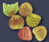 Kieselalgen. Farbige Rasterelektronenmikroskopie (REM) von Kieselalgen der Campylodiscus-Spezies. Die Kieselalgen sind eine Gruppe photosynthetischer, einzelliger Algen, die etwa 100.000 Arten enthalten. — Stockfoto