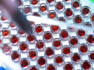 Testar a amostra de sangue de uma placa de múltiplos poços durante uma investigação clínica. — Fotografia de Stock