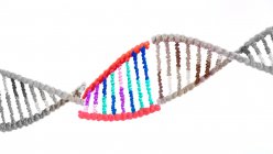 Biologia sintetica, illustrazione concettuale. Molecola di DNA (acido desossiribonucleico) con una sezione sostituita da una molecola sintetica. — Foto stock