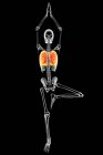 Illustrazione dello scheletro di una persona nella posa albero yoga, o vrikshasana, con i polmoni evidenziati, opere d'arte del computer. Esercizi respiratori e meditazione per il recupero e la prevenzione della covid-19. — Foto stock